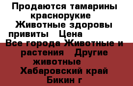 Продаются тамарины краснорукие . Животные здоровы привиты › Цена ­ 85 000 - Все города Животные и растения » Другие животные   . Хабаровский край,Бикин г.